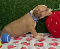 Maxwell, a male American Bully for sale in Detroit, MI – Photo 3 of 7