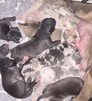 Maxwell, a male American Bully for sale in Detroit, MI – Photo 4 of 7