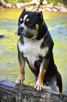 Maxwell, a male American Bully for sale in Detroit, MI – Photo 7 of 7