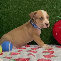 Maxwell, a male American Bully for sale in Detroit, MI – Photo 2 of 7