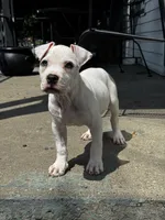 Ella, a female American Bully for sale in Detroit, MI – 10 of 10