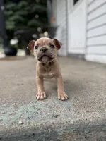 Ban, the tan Superman , a male American Bully for sale in Detroit, MI – 8 of 10
