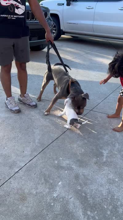 Ella, a female American Bully for sale in Detroit, MI – 6 of 8