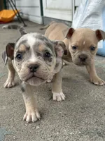 Mila, a female American Bully for sale in Detroit, MI – 1 of 10