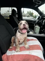 Queso🧀, a male American Bully for sale in Detroit, MI – 3 of 7