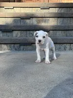 Ella, a female American Bully for sale in Detroit, MI – 5 of 8