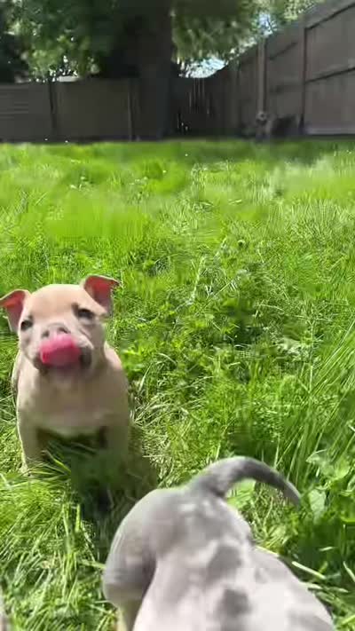 Ban, the tan Superman , a male American Bully for sale in Detroit, MI – 10 of 10