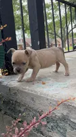Ban, the tan Superman , a male American Bully for sale in Detroit, MI – 3 of 10