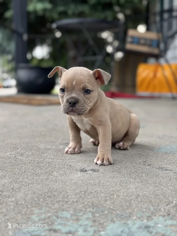 Ban, the tan Superman  – American Bully puppy for sale in Detroit, MI