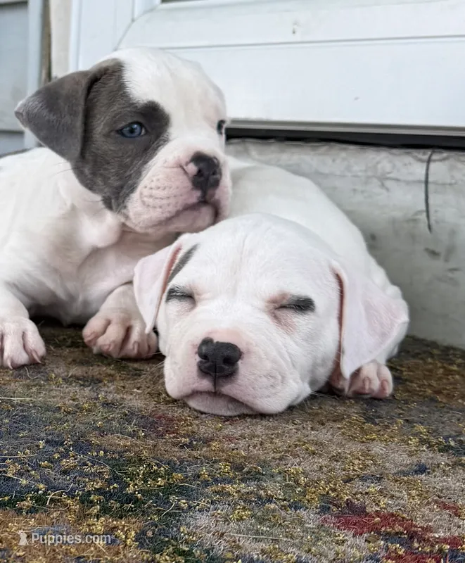 Ella – American Bully puppy for sale in Detroit, MI