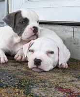 Ella, a female American Bully for sale in Detroit, MI – 2 of 8