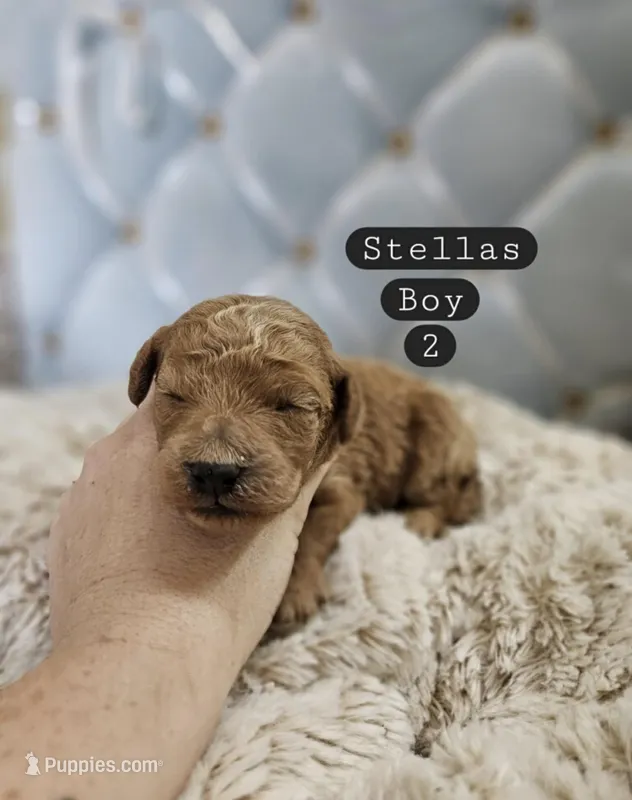 Luis – Poodle - Miniature  puppy for sale in Clanton, AL