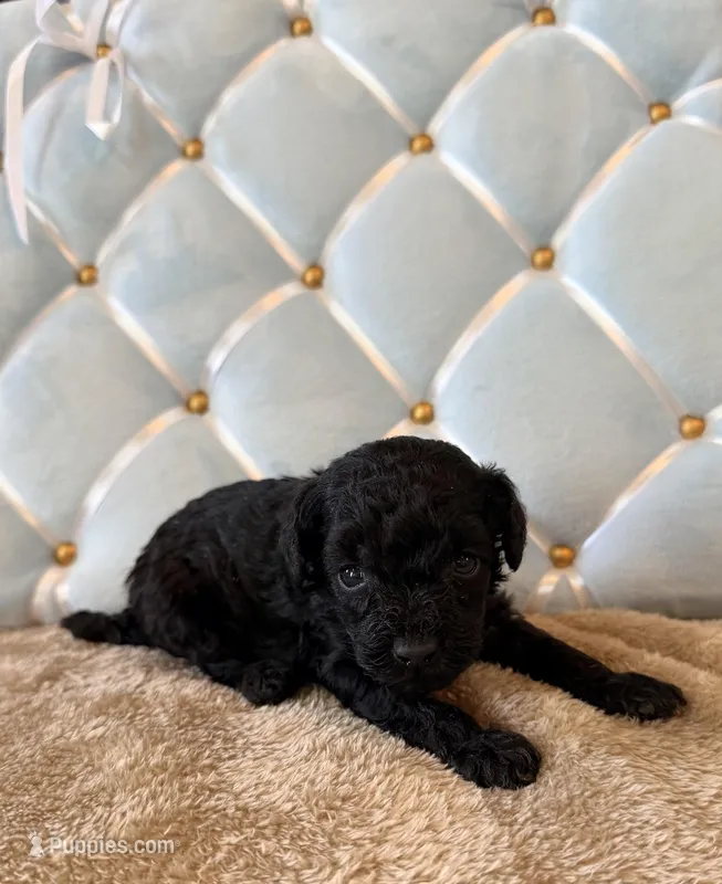 Pip – Poodle - Toy  puppy for sale in Clanton, AL