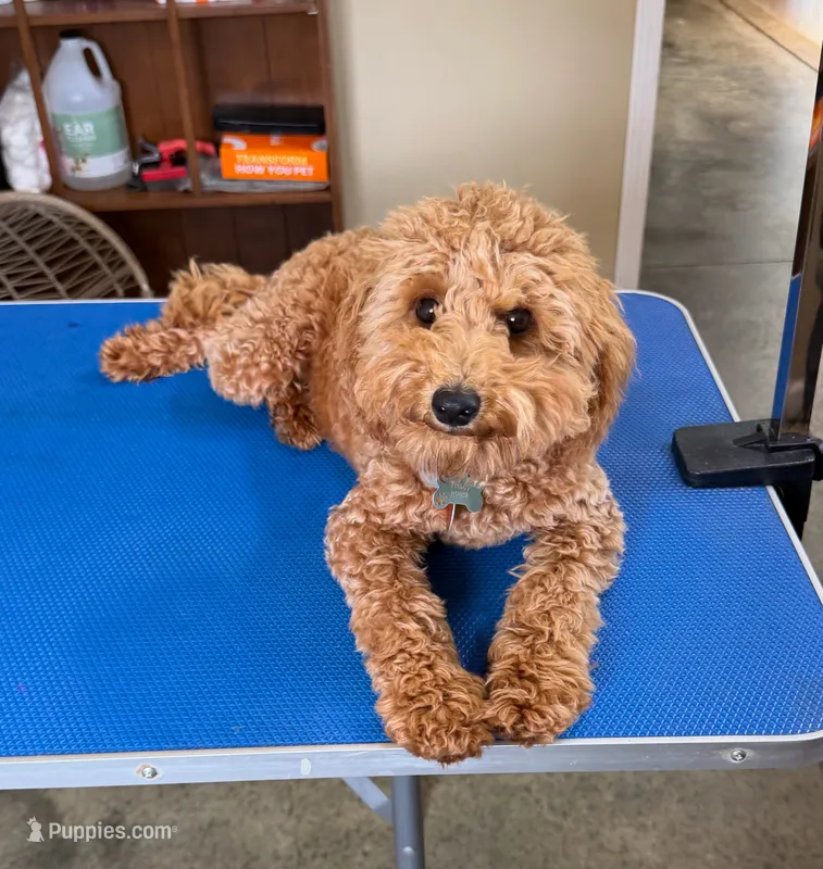 Finnly  – Poodle - Miniature  puppy for sale in Clanton, AL