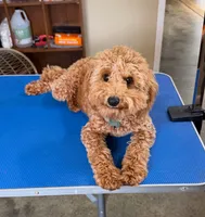 Finnly , a male Poodle - Miniature  for sale in Clanton, AL – 1 of 1