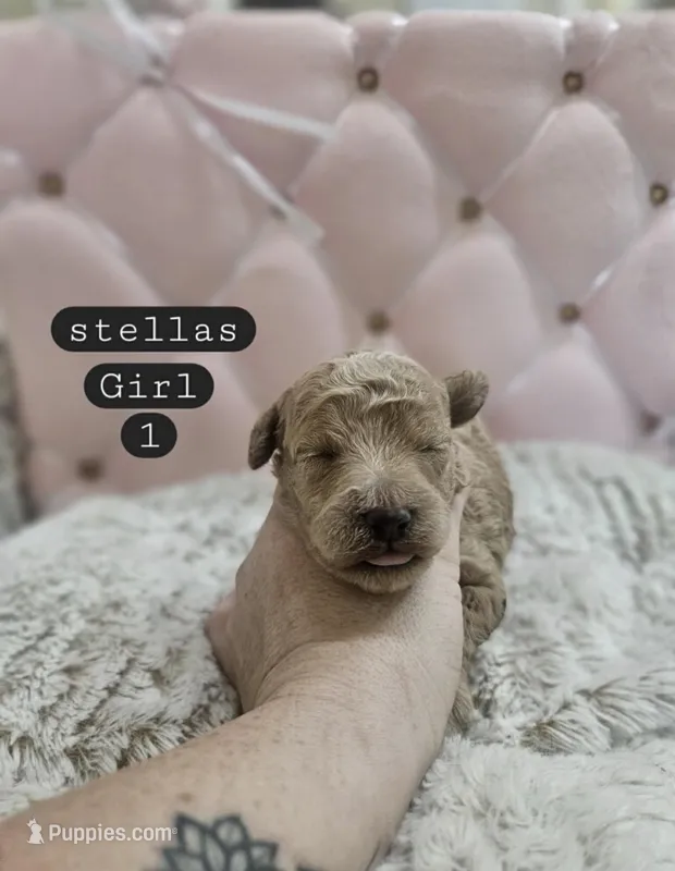 Lottie – Poodle - Miniature  puppy for sale in Clanton, AL