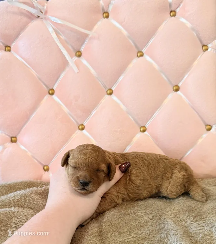 Penny – Poodle - Miniature  puppy for sale in Clanton, AL