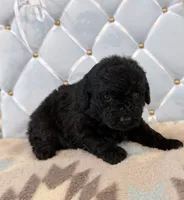 Hershey, a male Poodle - Toy  for sale in Clanton, AL – 1 of 2