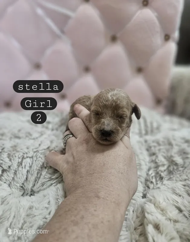 Lulu – Poodle - Miniature  puppy for sale in Clanton, AL