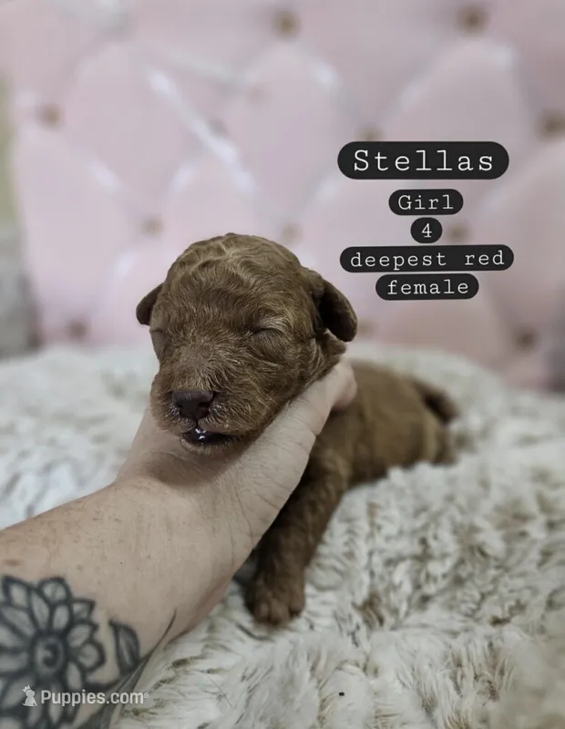 Lonny – Poodle - Miniature  puppy for sale in Clanton, AL