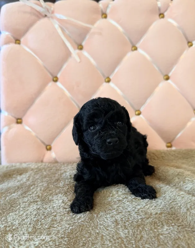 Luna  – Poodle - Toy  puppy for sale in Clanton, AL
