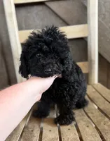 Hershey, a male Poodle - Toy  for sale in Clanton, AL – 2 of 2