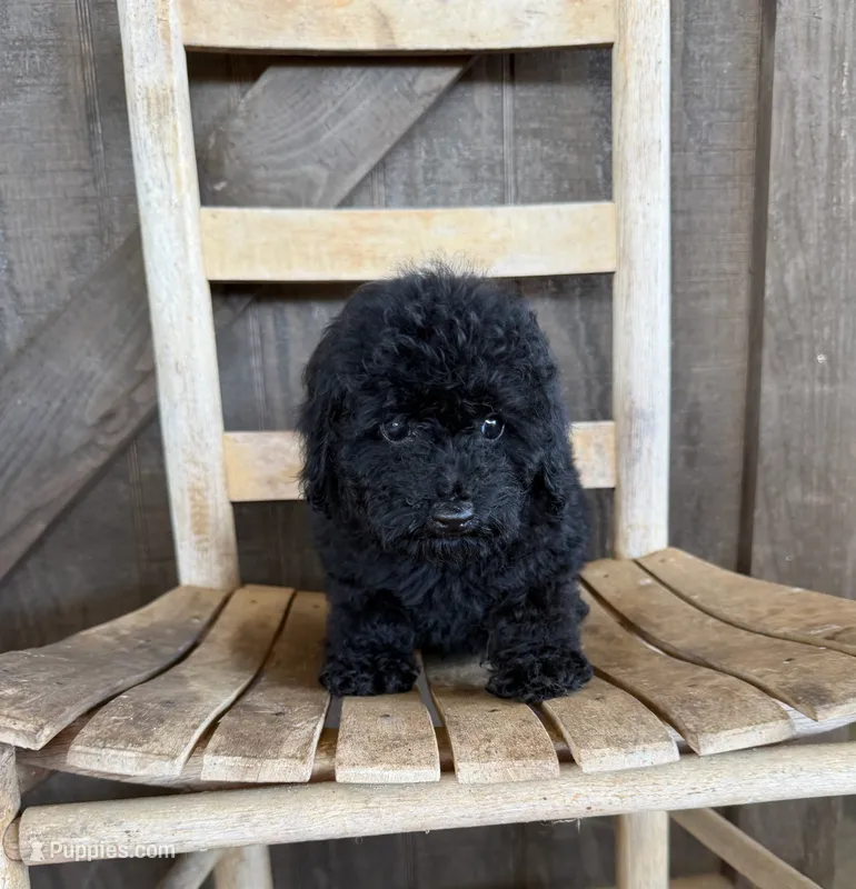 Pip, a male Poodle - Toy  for sale in Clanton, AL – 1 of 1
