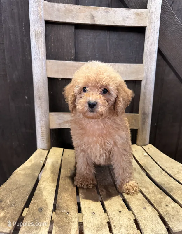 Lulu – Poodle - Miniature  puppy for sale in Clanton, AL