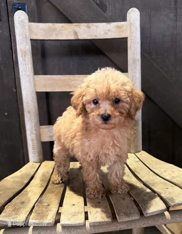 Lottie – Poodle - Miniature  puppy for sale in Clanton, AL