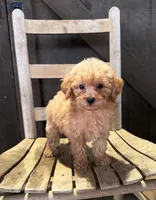 Lottie, a female Poodle - Miniature  for sale in Clanton, AL – 1 of 1