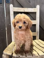 Lona, a female Poodle - Miniature  for sale in Clanton, AL – 1 of 1