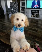 Biscuit, a male Poodle - Miniature  for sale in Clanton, AL – 1 of 1
