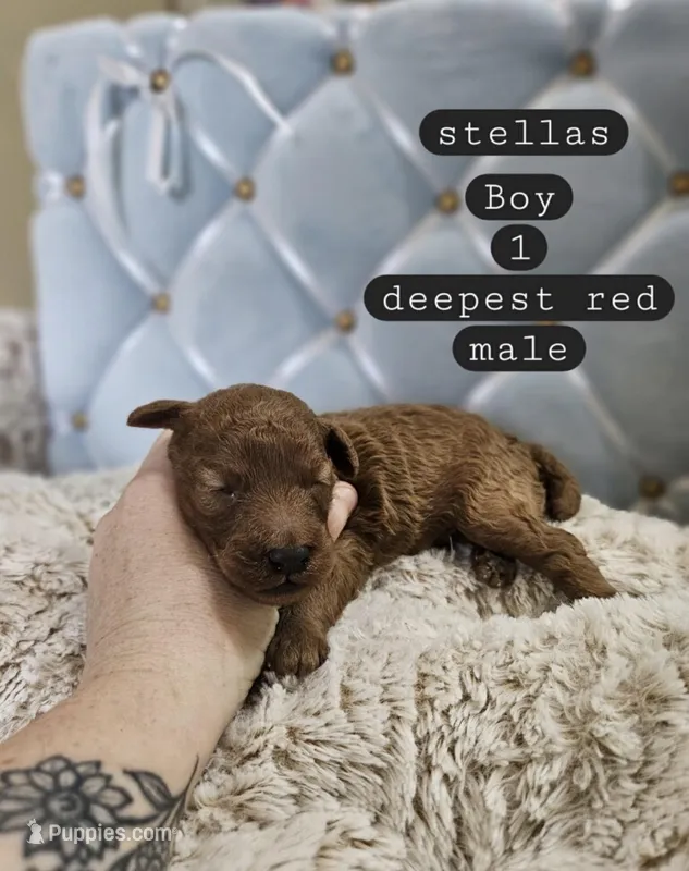 Lenny – Poodle - Miniature  puppy for sale in Clanton, AL