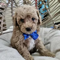 Fred, a male Poodle - Miniature  for sale in Clanton, AL – 1 of 1