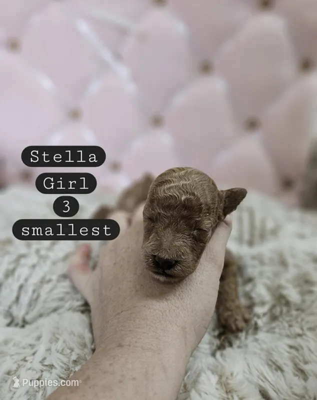 Lona – Poodle - Miniature  puppy for sale in Clanton, AL