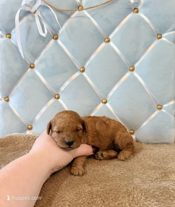 Benny – Poodle - Miniature  puppy for sale in Clanton, AL