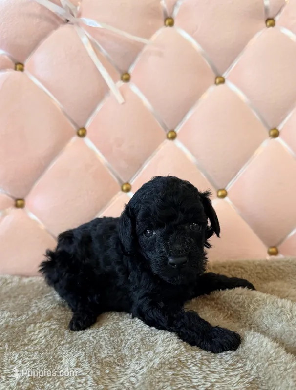 Lilly – Poodle - Toy  puppy for sale in Clanton, AL