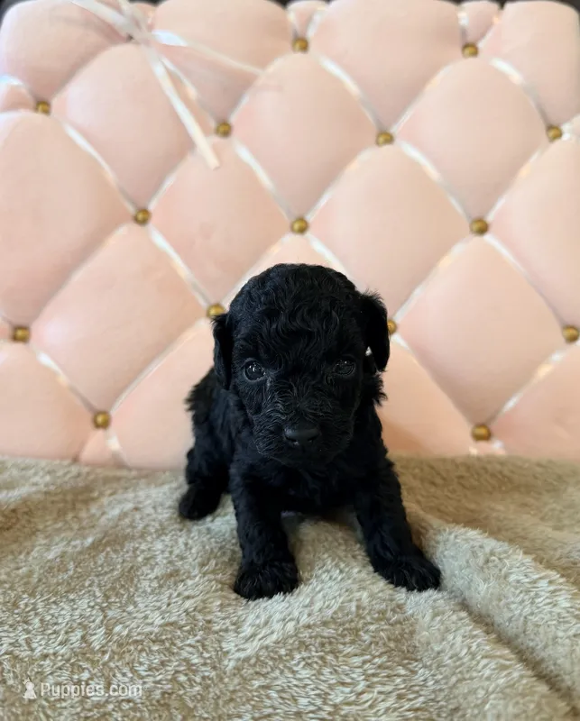 Lola – Poodle - Toy  puppy for sale in Clanton, AL