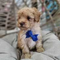 Benson, a male Poodle - Miniature  for sale in Clanton, AL – 1 of 1