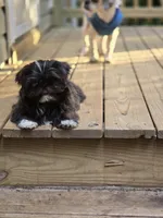 Sushi - AKC , a male Shih Tzu for sale in Henrico, VA – 3 of 9