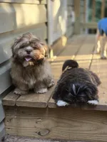 Ramen- AKC , a male Shih Tzu for sale in Henrico, VA – 5 of 7