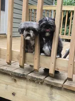 Sushi - AKC , a male Shih Tzu for sale in Henrico, VA – 5 of 9