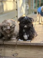 Sushi - AKC , a male Shih Tzu for sale in Henrico, VA – 7 of 9