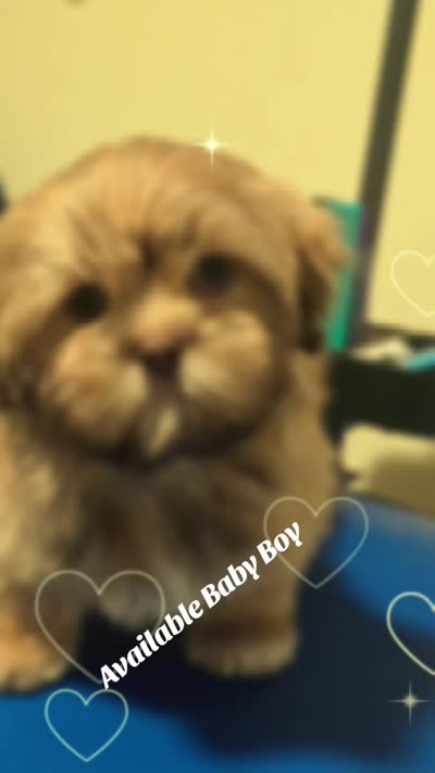 Ramen- AKC , a male Shih Tzu for sale in Henrico, VA – 7 of 7