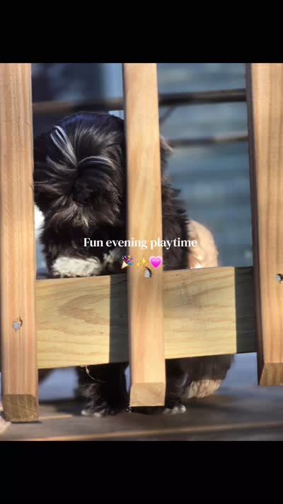 Sushi - AKC , a male Shih Tzu for sale in Henrico, VA – 9 of 9