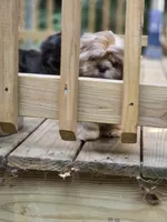 Ramen- AKC , a male Shih Tzu for sale in Henrico, VA – 4 of 7