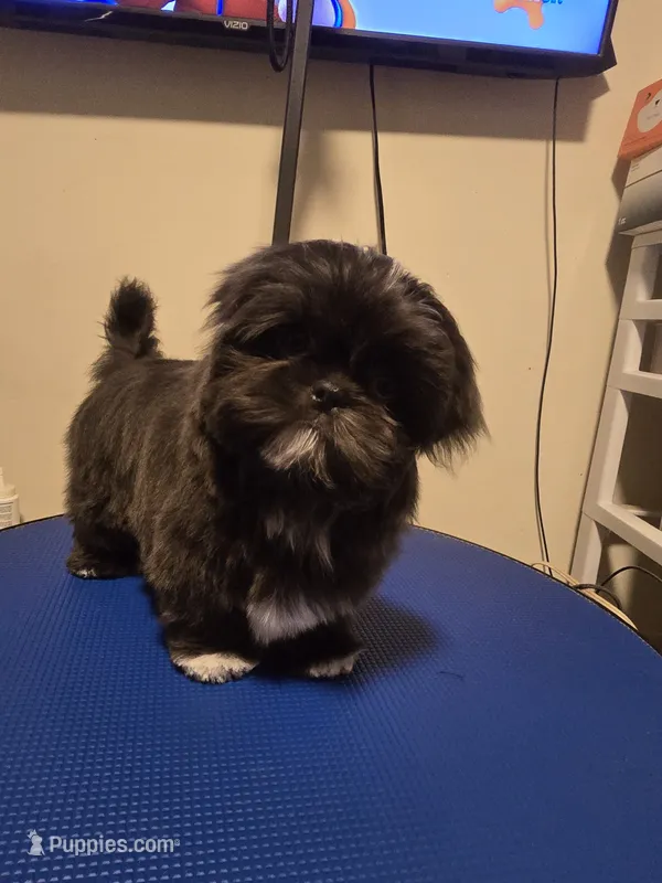 Sushi - AKC  – Shih Tzu puppy for sale in Henrico, VA