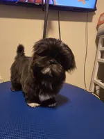 Sushi - AKC , a male Shih Tzu for sale in Henrico, VA – 1 of 9