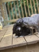 Sushi - AKC , a male Shih Tzu for sale in Henrico, VA – 4 of 9