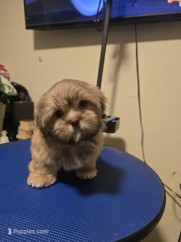 Ramen- AKC  – Shih Tzu puppy for sale in Henrico, VA